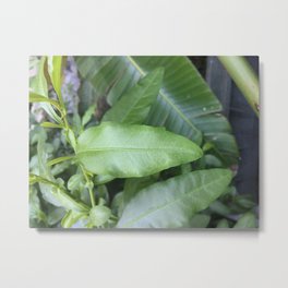 Courtyard Metal Print | Color, Nature, Leaves, Plants, Digital, Photo, Green 