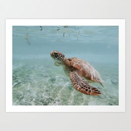 sea turtle viii Art Print