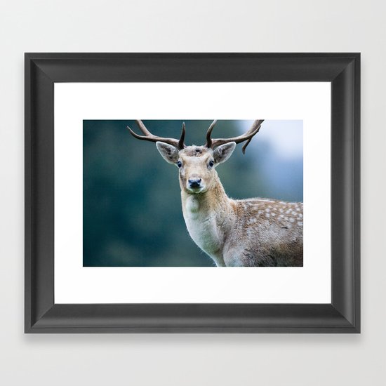 FALLOW DEER Framed Art Print