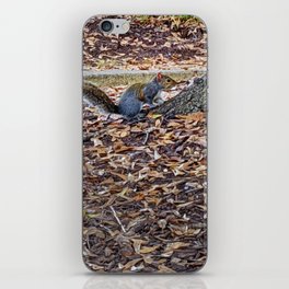 Squirrel at the base of the tree iPhone Skin