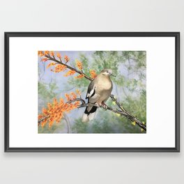 Morning Dove Framed Art Print