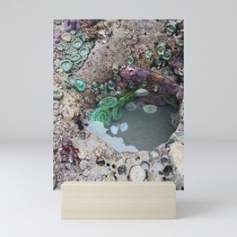 Tide Pool 1 Mini Art Print