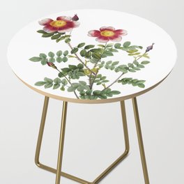 Vintage Variegated Burnet Rose Botanical Illustration on Pure White Side Table