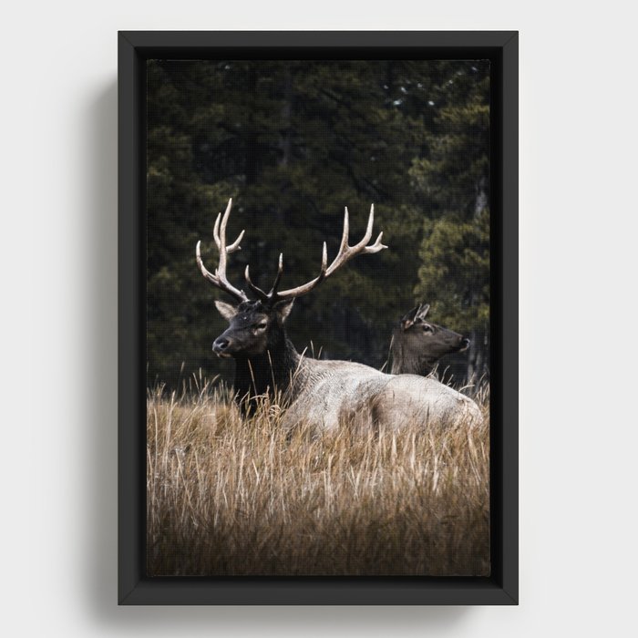 Two Elk in the Canadian Rocky Mountains Framed Canvas