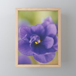 African Violet Saintpaulia Framed Mini Art Print