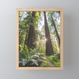 West Coast Redwoods, Humboldt Framed Mini Art Print