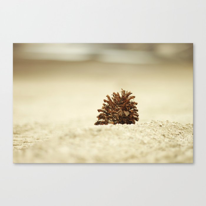 The Lonely Pine Cone Canvas Print