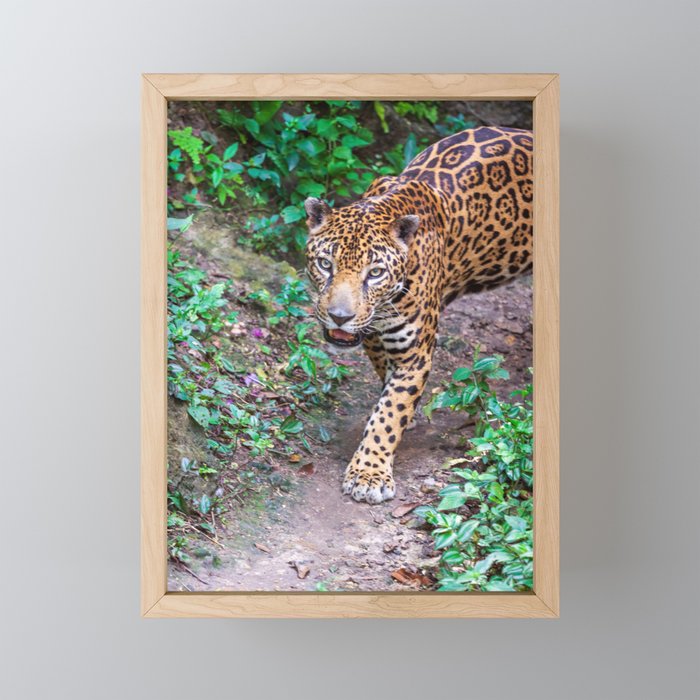 Jungle walking jaguar, Guatemala Framed Mini Art Print