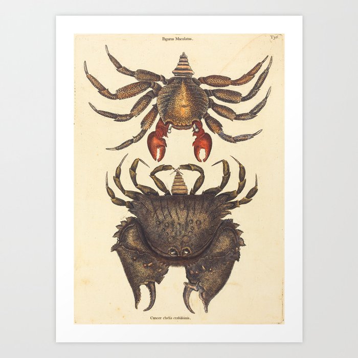 Red Mottled Rock-crab by Mark Catesby, 18th Century Art Print