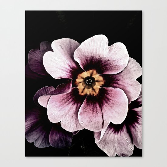 Primula Canvas Print