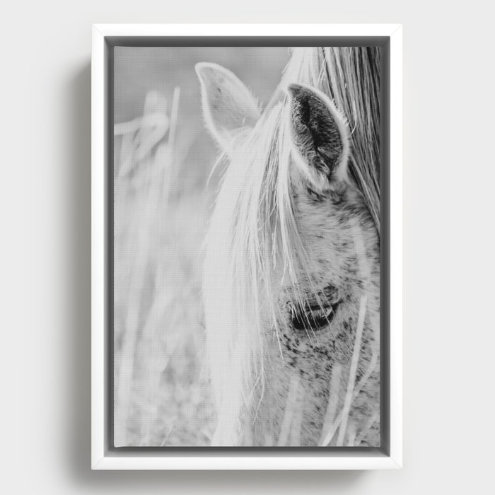 Horse Photography - Wild Horses Print - Black and White horse - Horses Mane - Animal print Framed Canvas