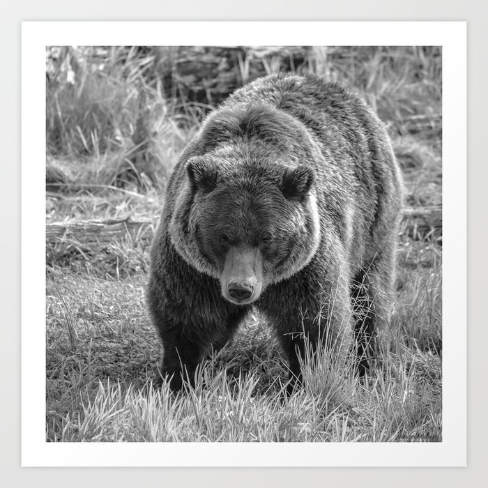 Grizzly Bear - B & W Art Print