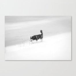 49 Shades of Grey - Husky in Snow Canvas Print