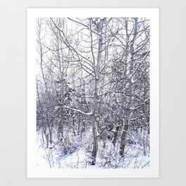 Wild birches in the snow Art Print | Tree, Woods, Photo, Snowytrees, Walk, Cluj, Coldseason, Snowyweather, Nature, Outdoor 