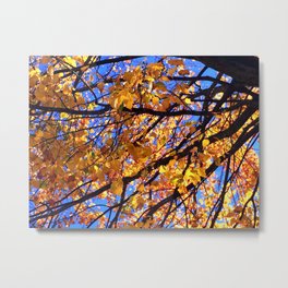 Autumn Leaves Metal Print | Seasonal, Autumn, Sunny, Color, Photo, Trees, Orange, Leaves, Other, Holidays 
