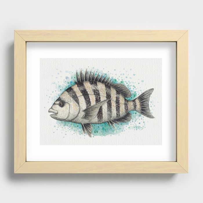 "Sheepshead Splash" by Amber Marine ~ Watercolor Fish Painting (Copyright 2016) Recessed Framed Print