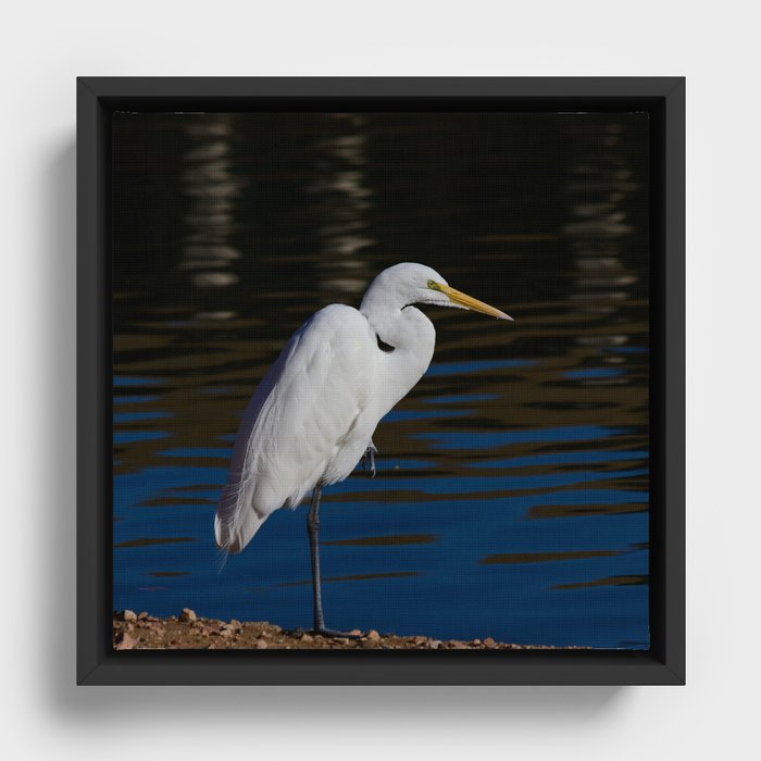 Great Egret - Nevada Framed Canvas