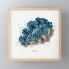 Giant clam scientific illustration art print Framed Mini Art Print
