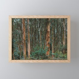 Eucalyptus Trees Near Berkeley California Framed Mini Art Print