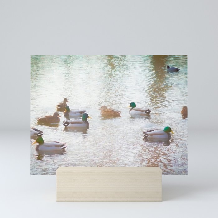 Duck Pond Mini Art Print