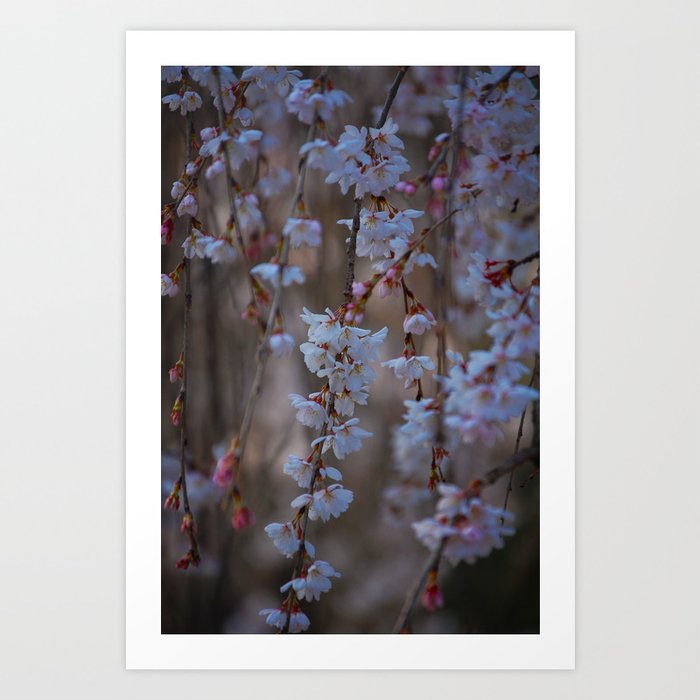 Cherry Blossoms in Bloom 1 Art Print
