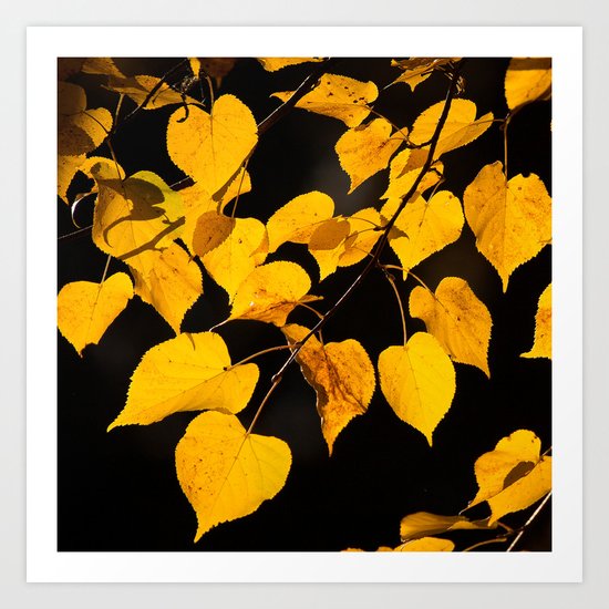 Autumn Foliage Art Print
