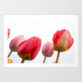 Multicolored Tulips 1 Art Print
