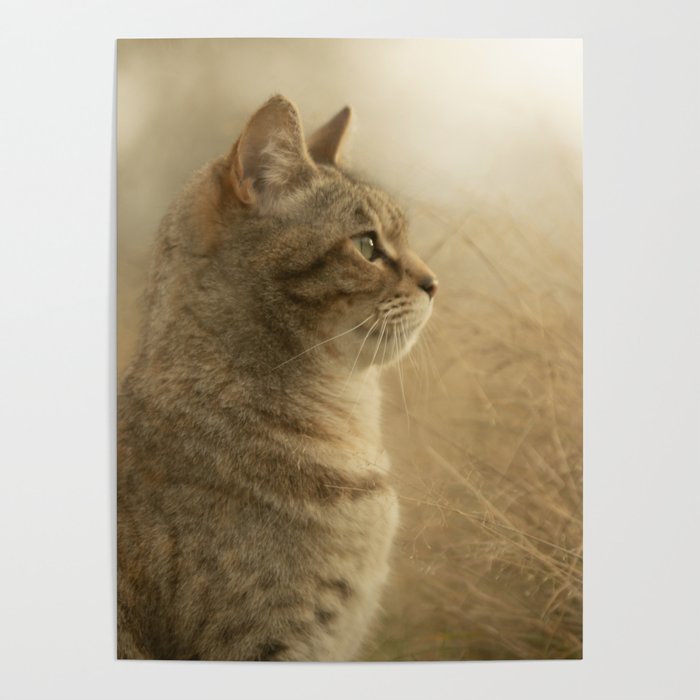 Tabby cat Poster