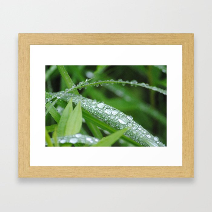 Dew Drops Framed Art Print