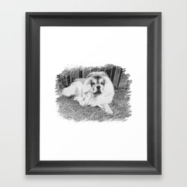 Chow chow  beautiful lion dog Framed Art Print
