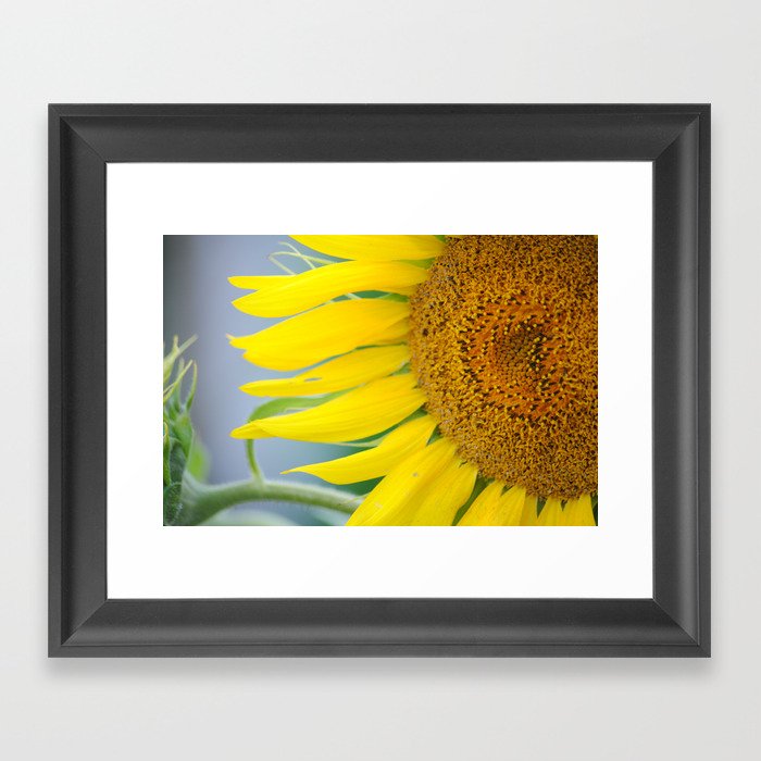Sunflower  Framed Art Print