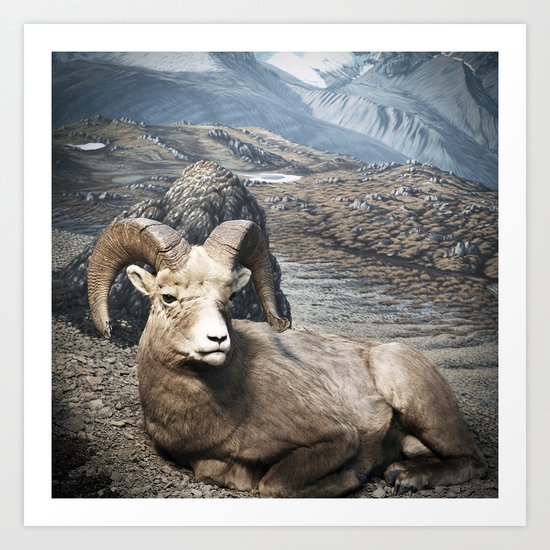 Tom Feiler Sitting Ram Art Print