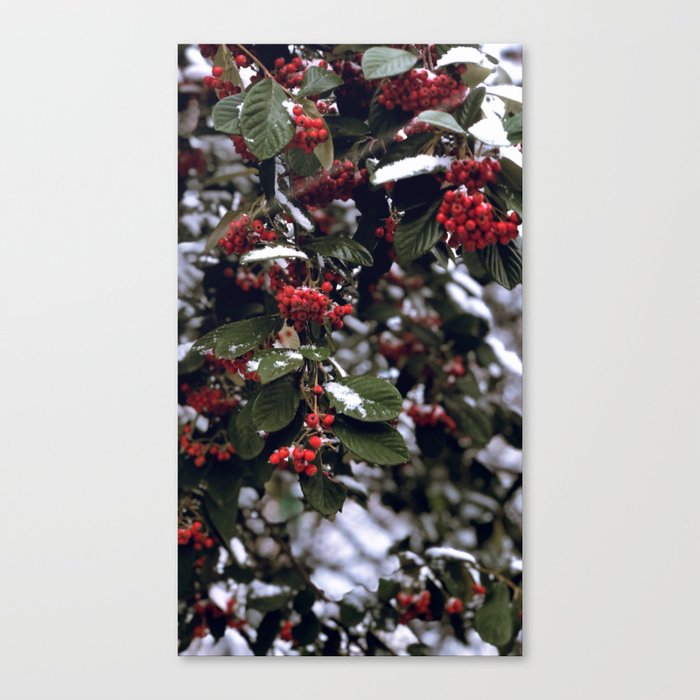 winterberries Canvas Print