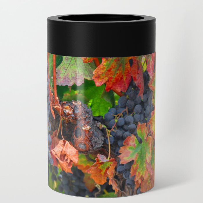 Harvest Wine Grapes and Vineyard Can Cooler