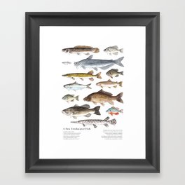 A Few Freshwater Fish Framed Art Print