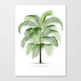 Palm tree Canvas Print