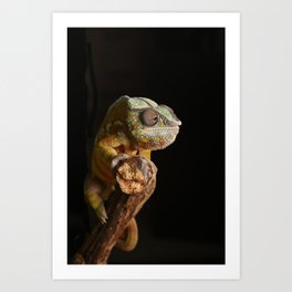 Comma Chameleon Art Print