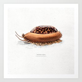 Tortoise cowry scientific illustration art print Art Print