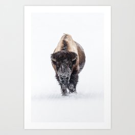 Yellowstone National Park: Lone Bull Bison Kunstdrucke | Bison, Winter, Bovine, Snowy, Nps, White, Animal, Horns, Snow, Buffalo 