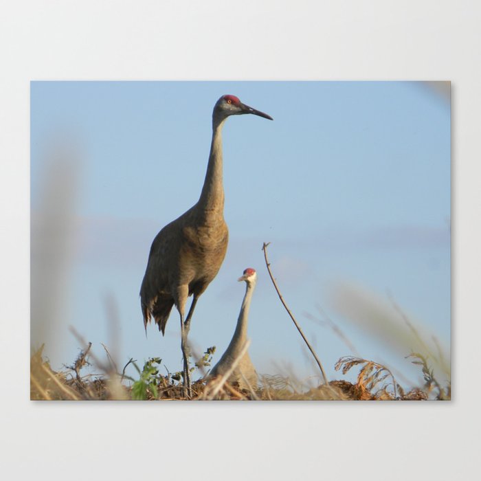 Cranes on the Lookout Canvas Print