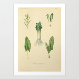 Plantes potagères, garden vegetables (1870) Art Print