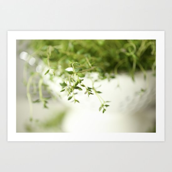 Fresh Herb In A White Pot Art Print