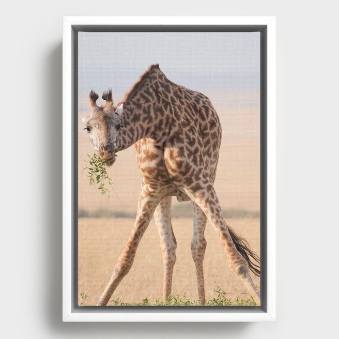 Safari Framed Canvas