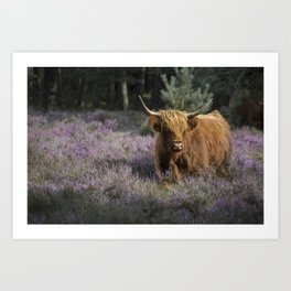 Red highland cow in purple field Art Print