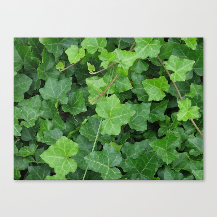 Creeping Ground Cover Canvas Print
