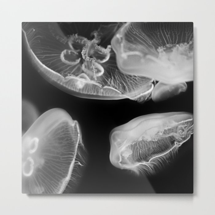 Jellyfish Photography | Wildlife Art | Nature | Black and White Photography Metal Print