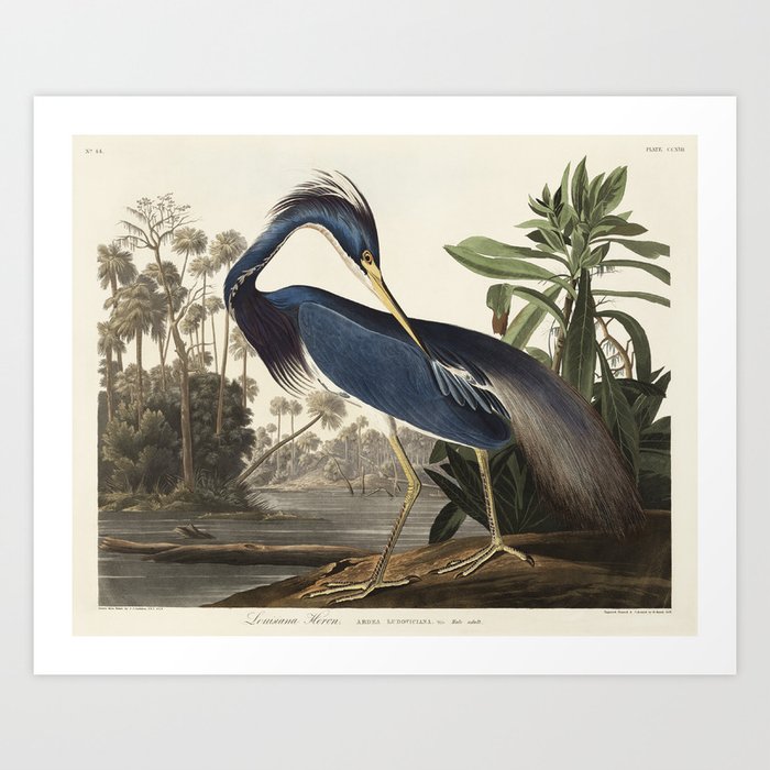 Louisiana Heron from Birds of America Art Print