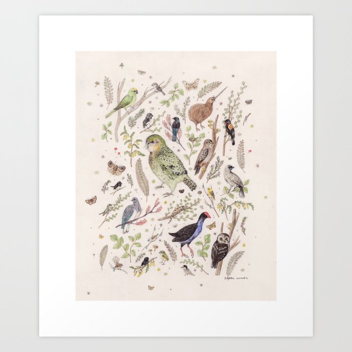 New Zealand Birds Art Print