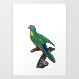 Vintage Parakeet And Parrot Hybrid Bird Illustration Art Print