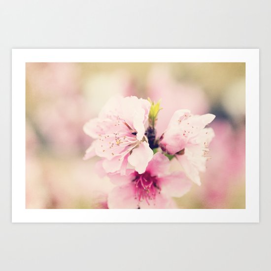 Pink Pear Blossoms 1 Art Print